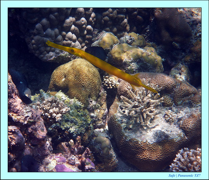 2011 - 08 - Borneo - Mataking 50